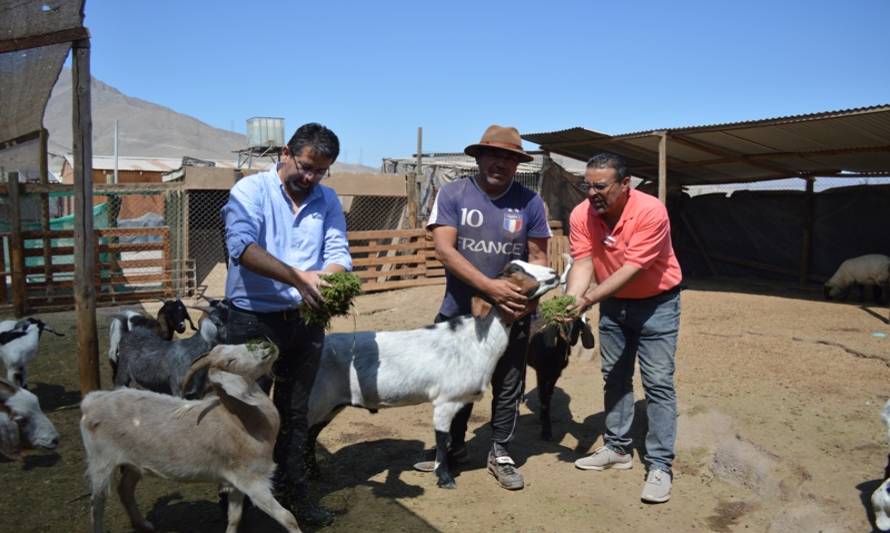 ENAMI entregó a crianceros el pasto cortado de sus instalaciones 
