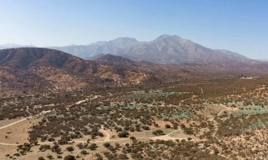 207 hectáreas de vegetación nativa fueron plantadas por Minera Los Pelambres