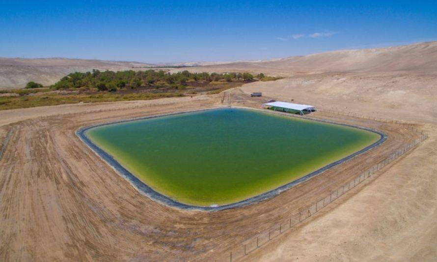 Tranque de Quillagua dará continuidad hídrica al oasis