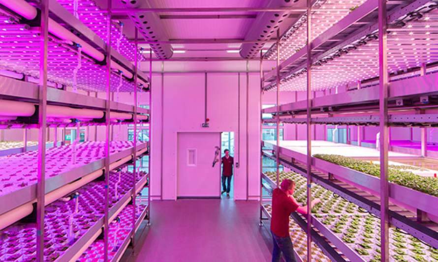Iluminación LED mejora la disponibilidad de alimentos y el rendimiento de los cultivos