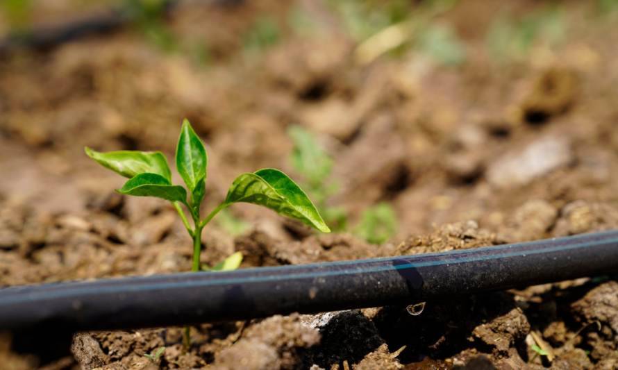 Anglo American e INDAP han apoyado a más de 92 iniciativas de agua para agricultores