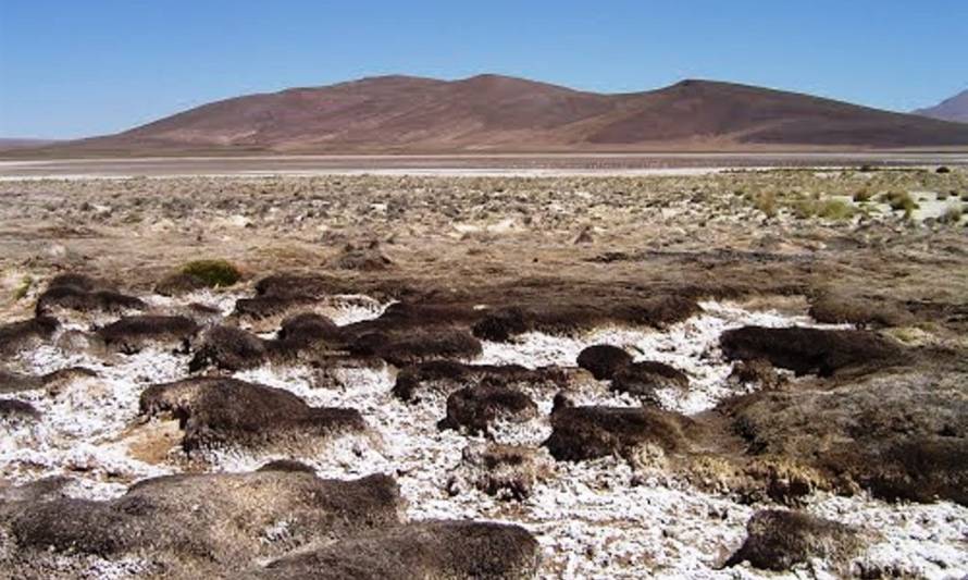 Tribunal Ambiental prohíbe a Cerro Colorado la extracción de agua