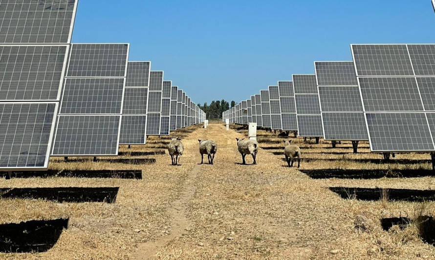 Enel Green Power e IM2 Solar integran pastoreo en sus plantas PMGDs