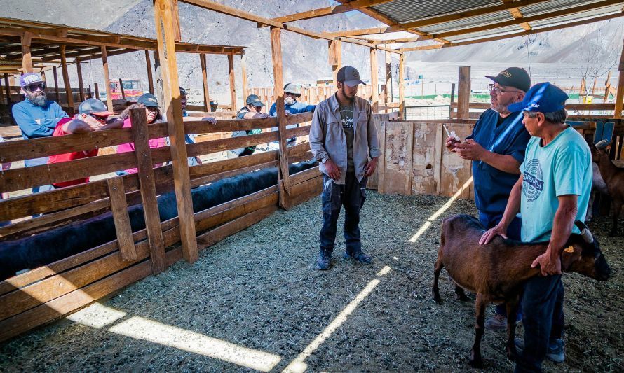 Realizan asesoría técnica de producción animal a comunidades indígenas Colla