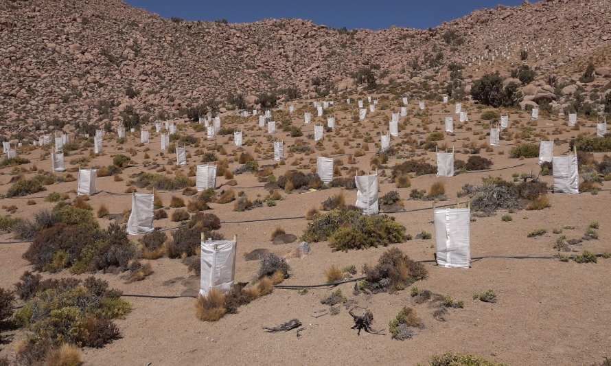 Collahuasi ha reforestado más de 140 hectáreas de queñoas en altiplano de Tarapacá