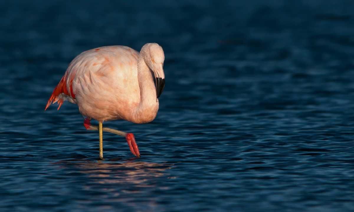 Monitoreo de CONAF confirma sobre 1.500 flamencos altoandinos en Salar de Maricunga