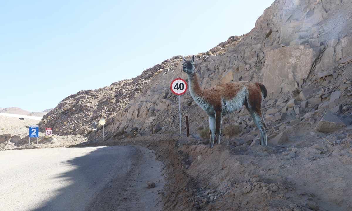 Minera El Abra implementa señalética en caminos de la faena para proteger la fauna local