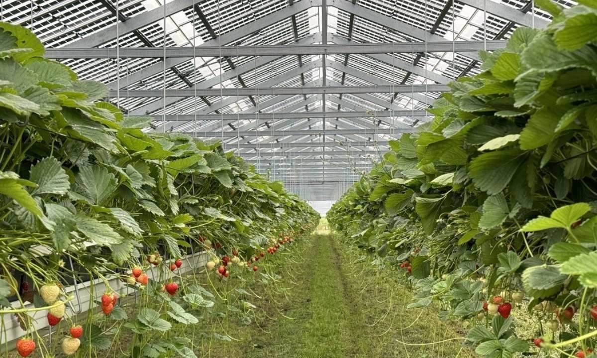 Incorporación de paneles agrofotovoltaicos podría resolver problemática de pérdida de suelos agrícolas