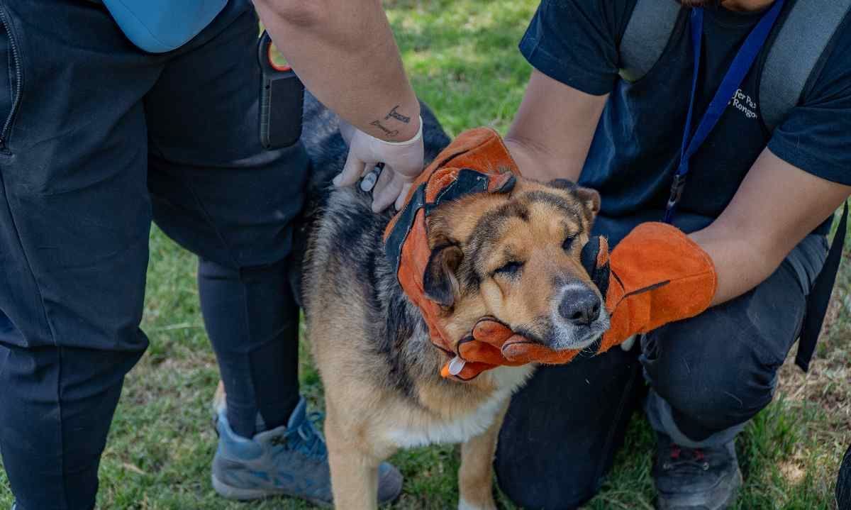 Minera Antucoya: 200 animales comunitarios recibirán atención veterinaria en María Elena