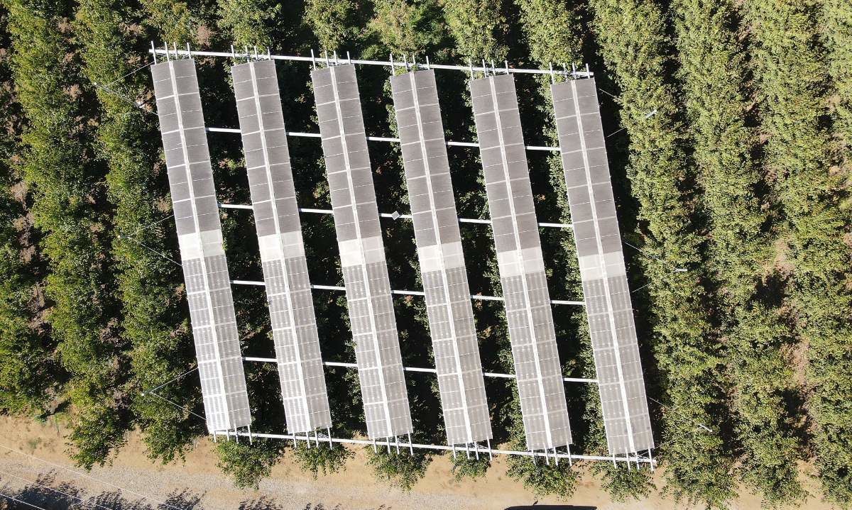 La Agricultura del Futuro: cómo los paneles agrofotovoltaicos están mejorando los cerezos y cuidan el medio ambiente