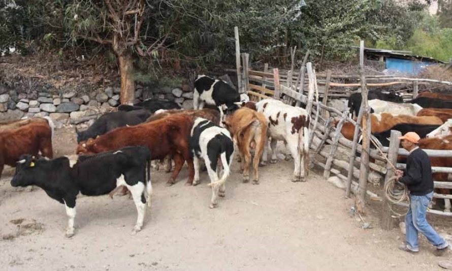 Salamanca inició traslado masivo de animales por sequía